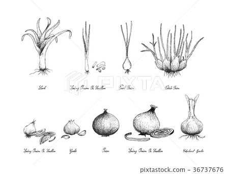Hand Drawn of Bulb Vegetables on White Background 36737676
