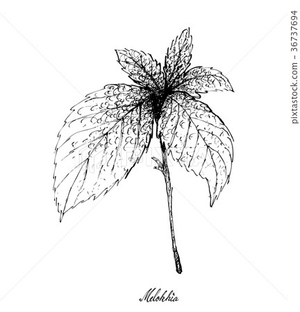 Hand Drawn of Melokhia on White Background 36737694