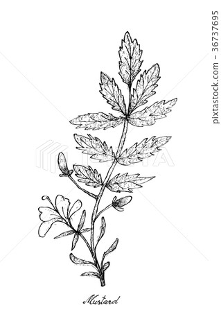 Hand Drawn of Mustard on White Background 36737695