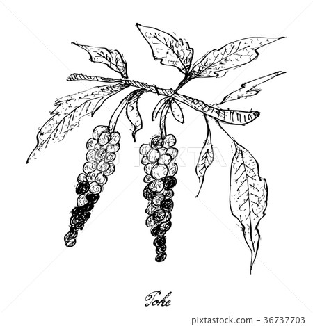 Hand Drawn of Poke on White Background Hand Drawn of Poke on White Background 36737703