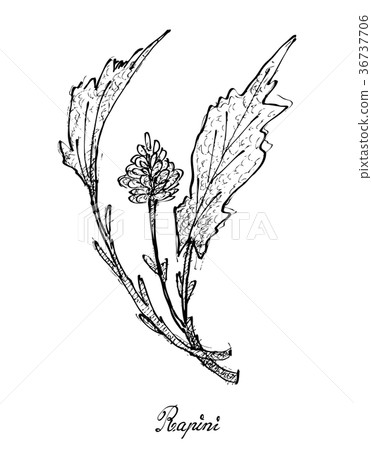 Hand Drawn of Fresh Rapini on White Background 36737706