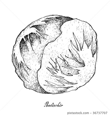 Hand Drawn of Fresh Radicchio on White Background 36737707