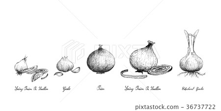 Fresh Bulb Vegetables on White Background Fresh Bulb Vegetables on White Background 36737722
