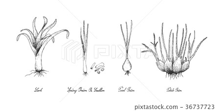 Hand Drawn of Bulb Vegetables on White Background 36737723