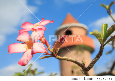 Azalea flowers over tower blue sky and cloud back 36737933