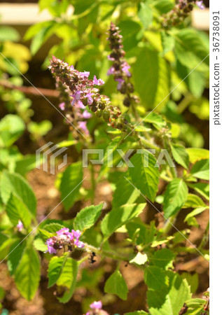 Plant: Kamimeboki Shiso family 36738091