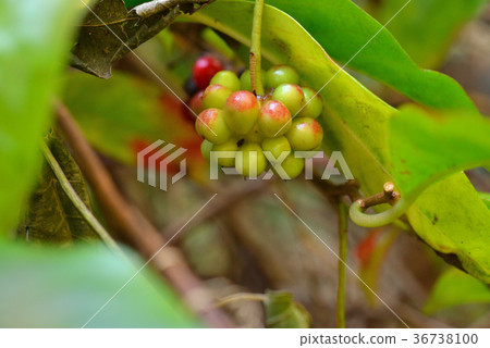 Tree: Sanokazura matsubusa Tree: Sanokazura matsubusa 36738100