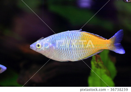 Half orange rainbow Half orange rainbow 36738239