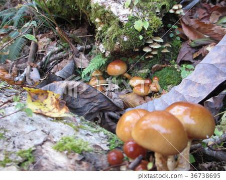 天然夸克 天然夸克 36738695