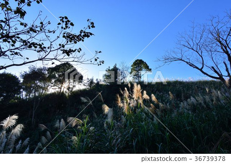 Mountain scenery - Hsinchu Wufeng Tianhu Farm 36739378