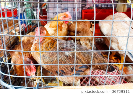 Chicken in a cage 36739511