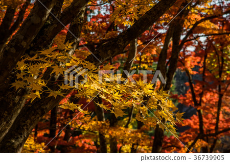 Autumn leaves of Tsu shrine 36739905