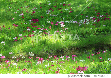 Clinch Colony 02 Clinch Colony 02 36740098