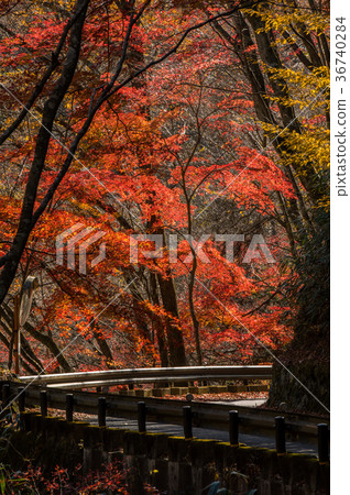 Autumn leaves of the Natsui River water system Shikatagawa valley 36740284