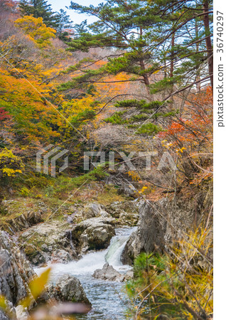 Autumn leaves of the Natsuigawa valley 36740297