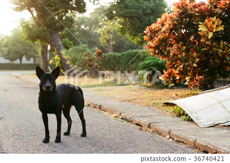 Replace adoption with adoption 36740421