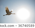 Japanese red-crowned crane 36740589