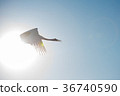 Japanese red-crowned crane 36740590