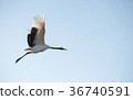 Japanese red-crowned crane 36740591