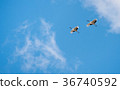 Japanese red-crowned crane 36740592