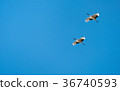 Japanese red-crowned crane 36740593