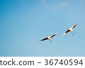 Japanese red-crowned crane 36740594
