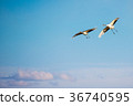 Japanese red-crowned crane 36740595