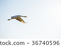 Japanese red-crowned crane 36740596