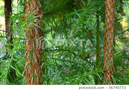 Tree: Japanese cypress - Stock Photo [36740753] - PIXTA