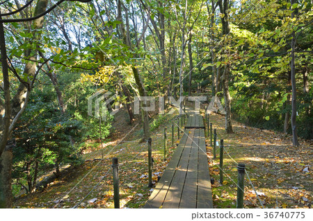 東京製藥大學藥用植物園 36740775