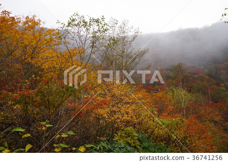 秋天那須 36741256