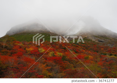 Autumn Nasu 36741277