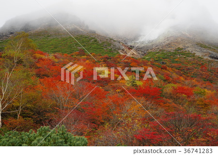 Autumn Nasu Autumn Nasu 36741283