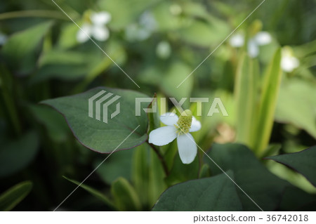 Dokudami flower 36742018