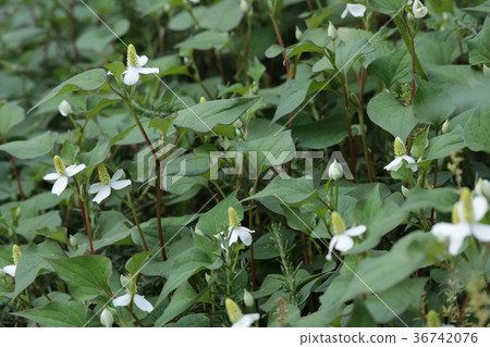 Dokudami花 36742076