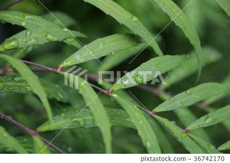 雨季圖像 36742170