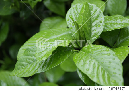 雨季圖像 雨季圖像 36742171
