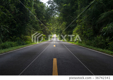 Road in forest in Khaoyai National Park Road in forest in Khaoyai National Park 36742341
