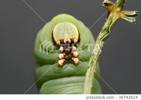 Caterpillasr butterfly Caterpillasr butterfly 36742624