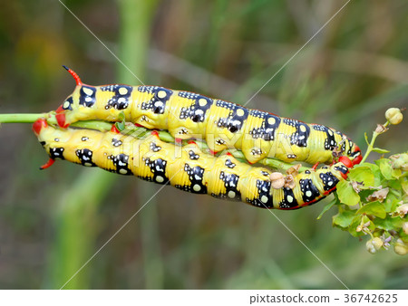 Twix or two monster sisters. Twix or two monster sisters. 36742625