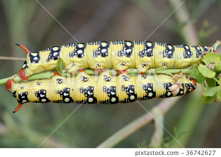 A two caterpillar of Hyles euphorbiae A two caterpillar of Hyles euphorbiae 36742627