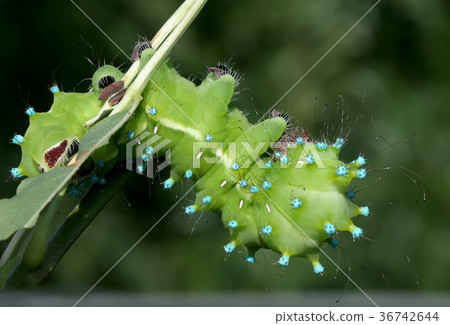 Amazing caterpillar of  the giant peacock moth  36742644