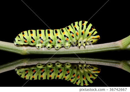 Caterpillar butterfly mahaon close-up  36742667