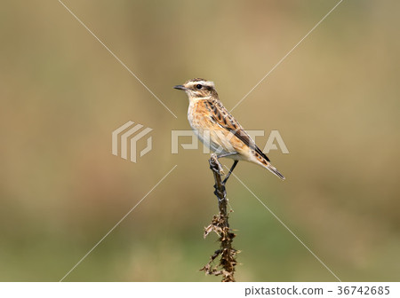 Close up view on a female whinchat  36742685