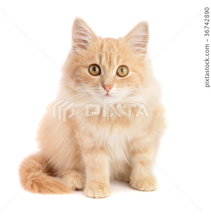 Cute little red kitten isolated on white Cute little red kitten isolated on white 36742890
