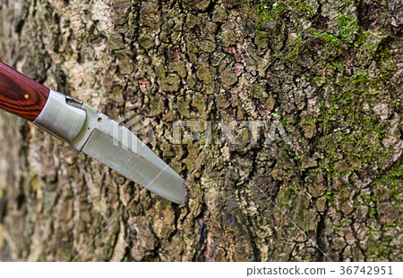 knife with a wide blade sharp cut into the bark 36742951
