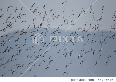 Hersh fly flying in a swarm 36743646