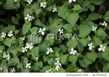 Dokudami flower 36743926