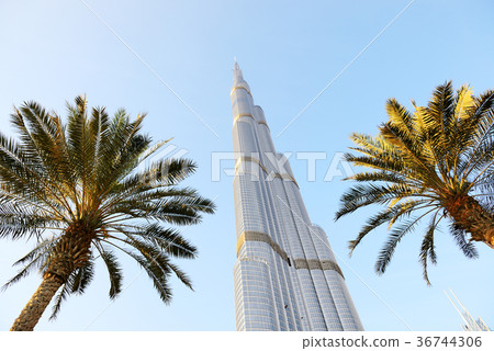 The view on Burj Khalifa and palm trees 36744306