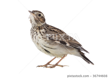 Wood Lark 36744608